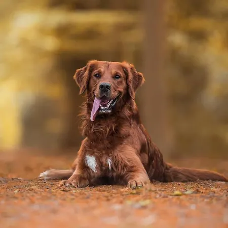 B606 Fuer Bis Zu 4 Personen Zentrale Lage In Hunde Willkommen *